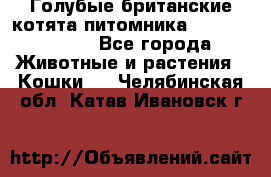 Голубые британские котята питомника Silvery Snow. - Все города Животные и растения » Кошки   . Челябинская обл.,Катав-Ивановск г.
